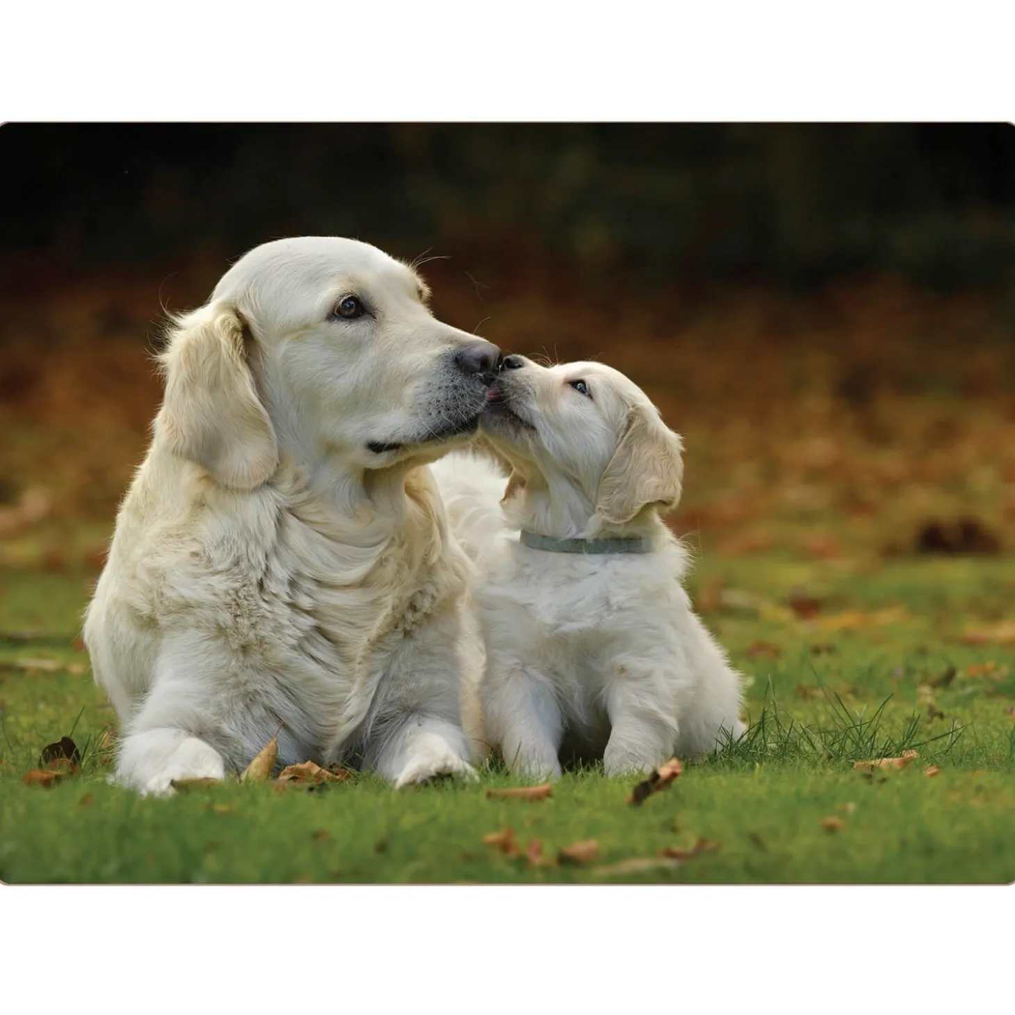 iStyle Rural Roots 4 Piece Rectangular Placemat Set - Golden Retriever